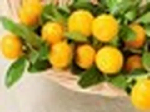 5 loại “quả vàng” được ví như cao thủ tiêu đờm: Ăn đúng cách giúp làm sạch phổi, giảm ho, cổ họng dễ chịu