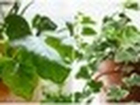6 loại cây không nên trồng trong nhà