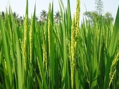 Ghi dấu mốc lịch sử, quốc gia châu Á này trở thành nhà sản xuất gạo lớn nhất thế giới, chính thức soán ngôi Trung Quốc