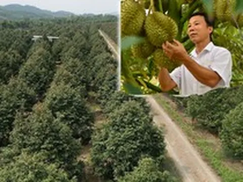 Nỗi sầu dai dẳng của ngành hàng sầu riêng