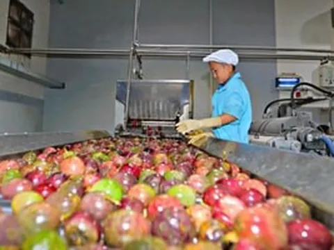 Việt Nam sở hữu 'mỏ vàng xanh', nằm trong top 10 thế giới về xuất khẩu được Trung Quốc và châu Âu ráo riết thu mua