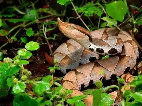 Dùng tay đút thức ăn cho rắn, người đàn ông nhận hậu quả "không thể ngờ"