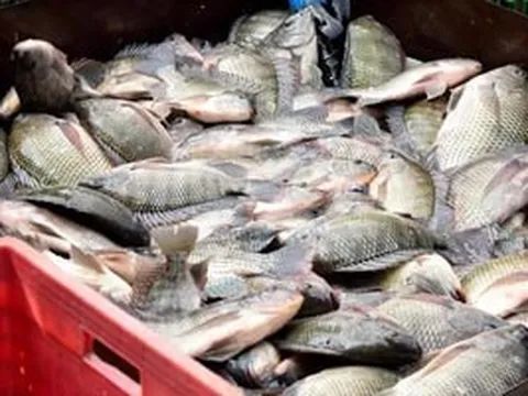 Một quốc gia chi hàng chục triệu USD mua cá rô phi Việt Nam bất ngờ tính 'đóng cửa'