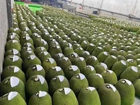 Trung Quốc chính thức 'mở cửa', loại quả Việt Nam trồng 84.000 ha đứng trước cơ hội thành ngành hàng tỷ USD