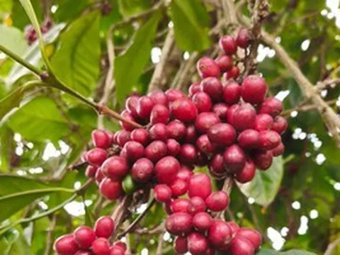 Giá cà phê hôm nay 10-6: Đồng loạt giảm, doanh nghiệp vẫn dè chừng