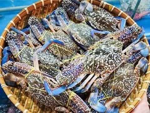 Mỹ ngừng nhập ghẹ từ Philippines, ghẹ Việt đón cơ hội