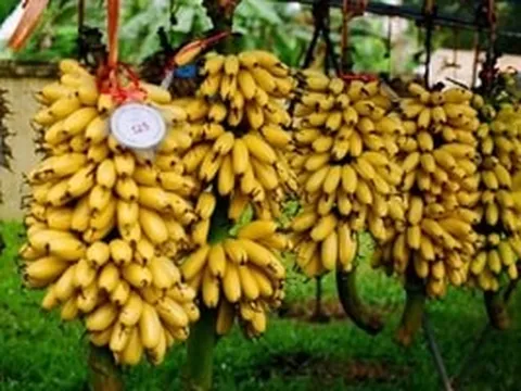'Đặc sản tiến vua' Ninh Bình trồng hơn một năm mới cho thu hoạch, giá cao chót vót vẫn được dân sành ăn săn đón