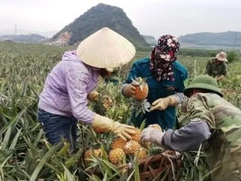 Nông dân Thanh Hóa thắt ruột gan khi dứa chín rục giá rẻ như bèo, lên Hà Nội lại 40.000 đồng/kg