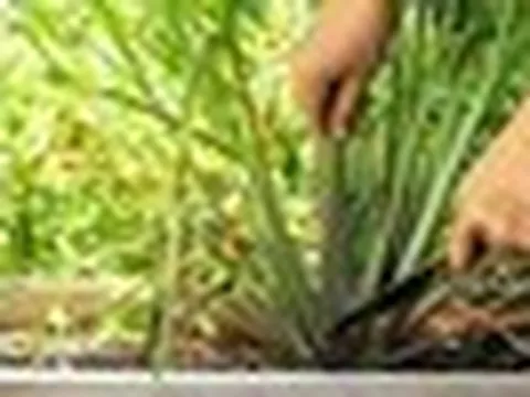 3 loại cây người xưa thường trồng quanh nhà để đuổi muỗi hiệu quả