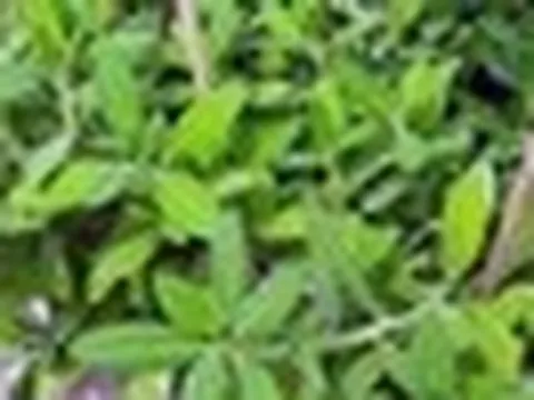 Tác dụng của cây thạch anh với sức khỏe
