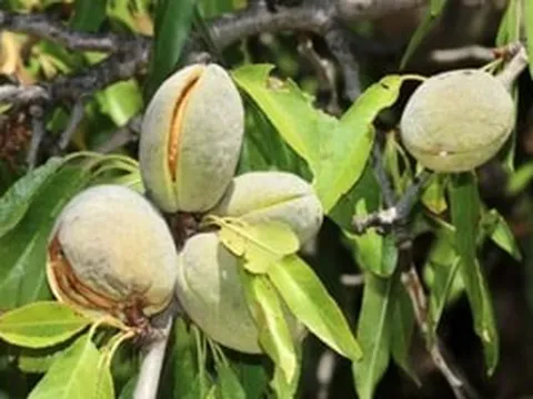 Đắt hơn sầu riêng và mang về hàng chục triệu USD, loại hạt này vừa lọt top 10 mặt hàng hái ra tiền của người Việt, âm thầm đổi đời cho nông dân vùng cao