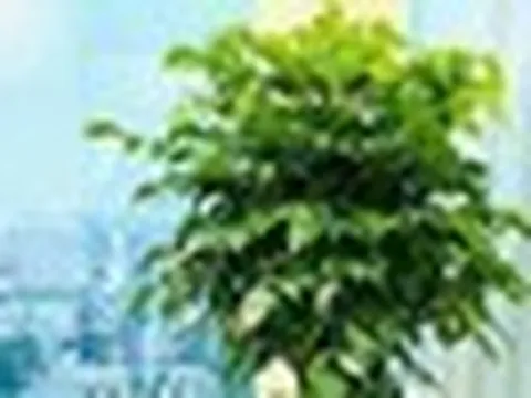 6 loại cây mang lại vận may, nên trồng ở ban công