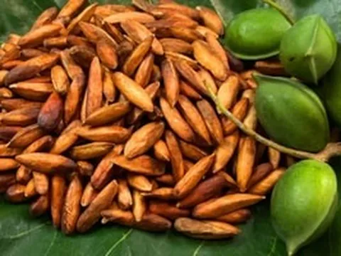 Loại hạt mọc hoang rụng đầy gốc nay thành món ngon mức giá lên tới nửa triệu đồng mỗi ký, khách du lịch tranh nhau mua