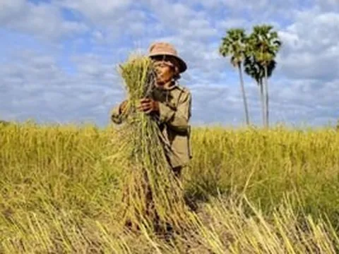 Trồng loại cây quen thuộc của người Việt, quốc gia láng giềng thu về hàng trăm triệu USD chỉ trong 5 tháng