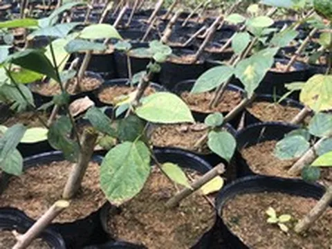 Loại cây mọc dại ở Việt Nam đang được săn lùng: Các nhà khoa học đã tìm ra tác dụng quý