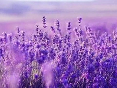 Một mã chứng khoán bất ngờ "tím lịm" với thanh khoản đột biến, chuyện gì đang xảy ra?
