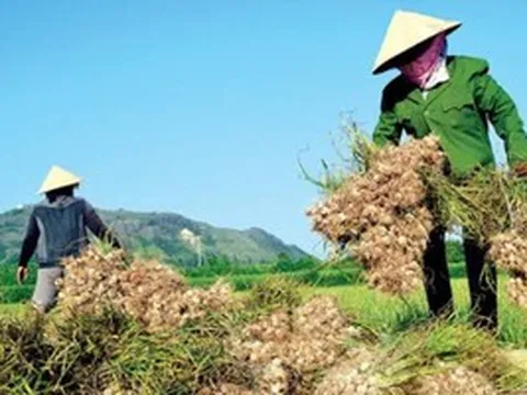Từng ‘nếm trái đắng’ vì phụ thuộc nguồn cung, quốc gia vạn đảo đặt cược vào loại củ quen thuộc mà Việt Nam trồng 'la liệt'