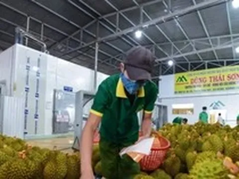 Nông sản Việt chinh phục thị trường Trung Quốc bằng cách nào?