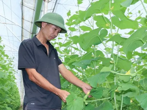 Kỹ sư bỏ việc về quê trồng dưa công nghệ cao, bán thẳng ra chợ để tránh bị ép giá