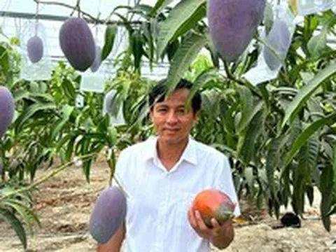 Giống xoài đắt đỏ bậc nhất thế giới 1,7 triệu/1 quả: Trồng thành công tại Việt Nam