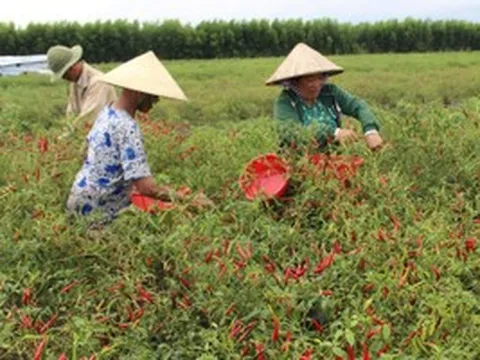 Không phải sầu riêng hay cà phê, đây mới là loại quả trồng phủ kín làng quê đang âm thầm mang về hàng chục triệu USD từ xuất khẩu
