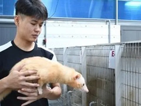 Khám phá trang trại nuôi chồn hương đặc biệt ở TP Đồng Nai