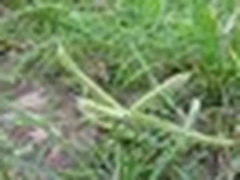 Loại cỏ dại là thức ăn cho bò không ngờ là vị thuốc, còn có thể "lọc" chì trong đất