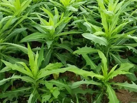 Mọc khắp Việt Nam, loại rau dại này bất ngờ được nghiên cứu vì khả năng tác động tới hơn 95% tế bào ung thư