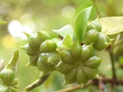 Đắt hơn sầu riêng, một mặt hàng của Việt Nam thu về hàng chục triệu USD trong 5 tháng