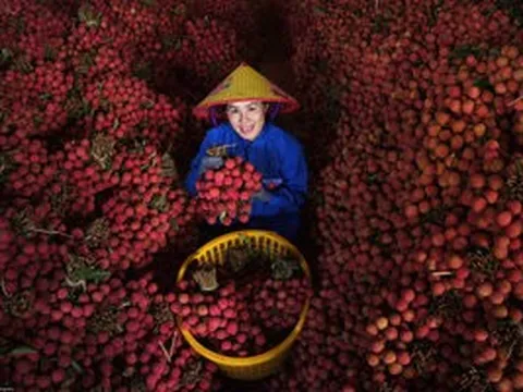 Tin cực vui: Nông dân Bắc Ninh thu hơn 7.200 tỷ đồng từ loại quả mất mùa