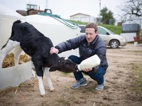 Mark Zuckerberg gây sốt với dự án nuôi bò 'không giống ai': Cho ăn mắc ca và uống bia lạnh