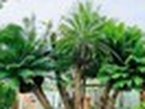 3 loại cây trồng trong nhà dễ gặp họa