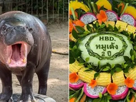 Sở thú Thái Lan mở hội mừng sinh nhật 2 tuổi cho 'ngôi sao' Moo Deng