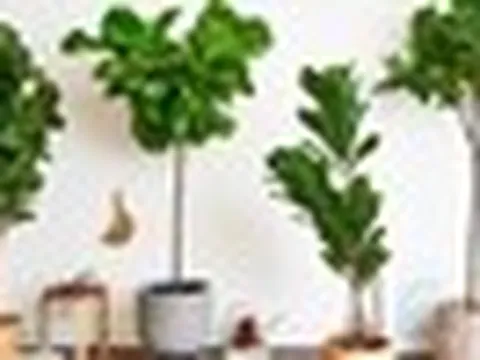 Không phải mê tín: Lý do người giàu thích để 7 loại cây này trong phòng khách