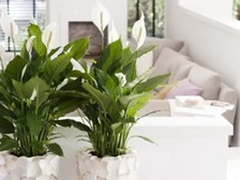 3 loại cây nên có trong nhà: Được ví là "cây hạnh phúc", giúp không gian sống thêm bình yên, gắn kết