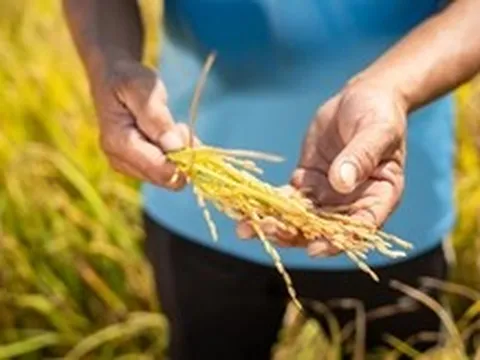 Điểm tựa cho một mùa vụ vững tin hơn