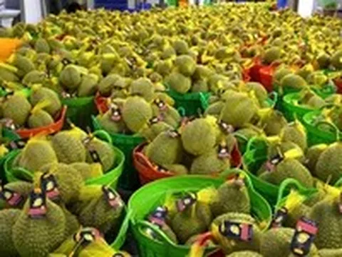 Không để nông sản, sầu riêng không xuất khẩu được do chậm cấp mã vùng trồng, kiểm nghiệm