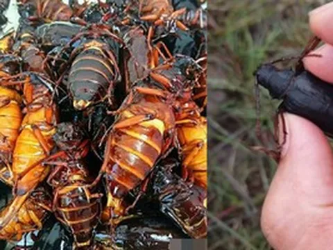 Loài côn trùng 'hiếm có khó tìm' này có giá hơn 3 triệu đồng/kg, trang trại mở rộng vẫn không đủ bán, chỉ xuất hiện vài tháng mỗi năm